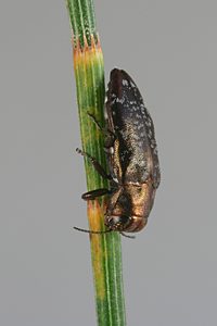 Diphucrania scabiosa, PL1182, female, on Allocasuarina verticillata, SL, 7.0 × 2.7 mm